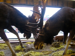 battling moose at LL Bean world headquarters